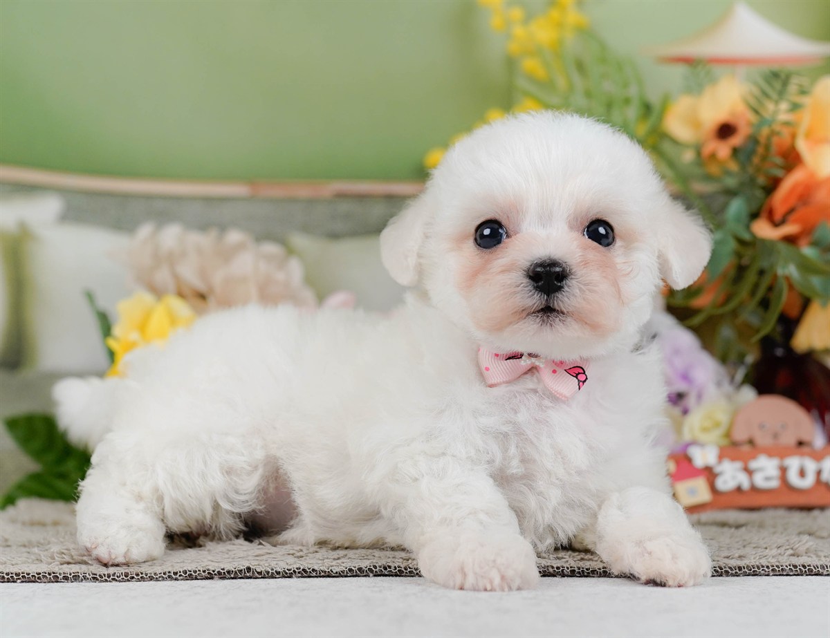 ビションフリーゼ | 女の子 | ホワイト | 2026年2月9日