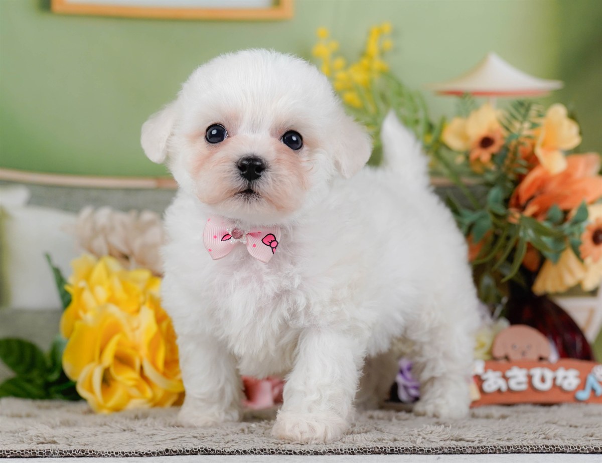 ビションフリーゼ | 女の子 | ホワイト | 2026年2月9日