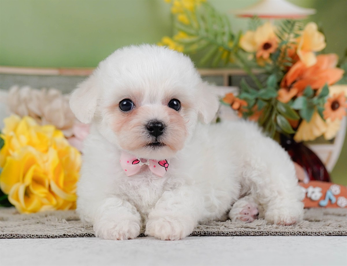 ビションフリーゼ | 女の子 | ホワイト | 2026年2月9日