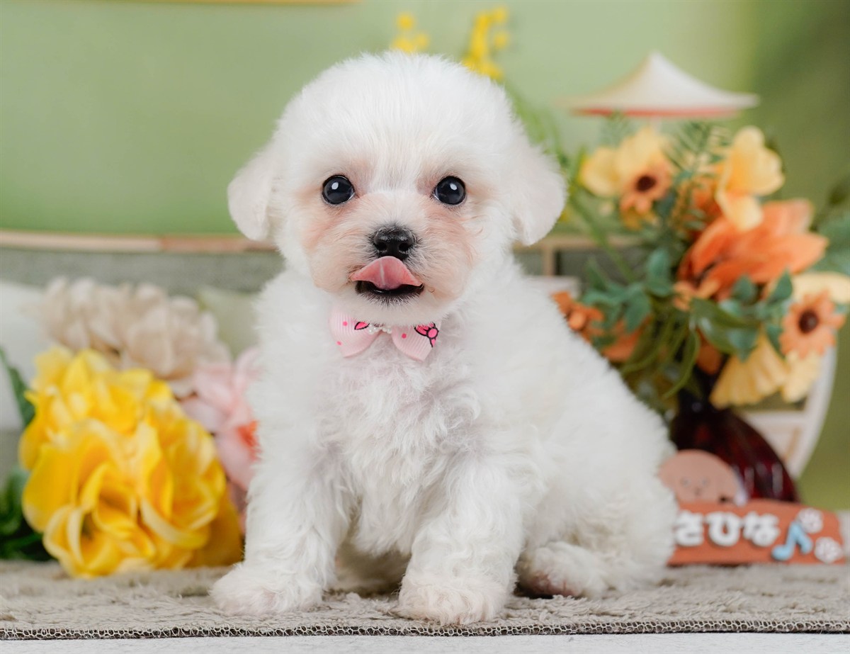 ビションフリーゼ | 女の子 | ホワイト | 2026年2月9日