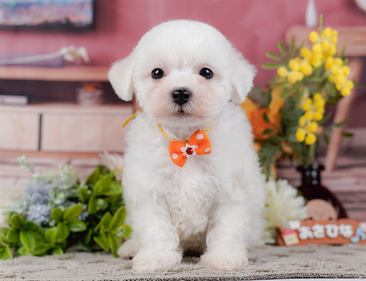 ビションフリーゼ | 男の子 | ホワイト | 2026年2月9日