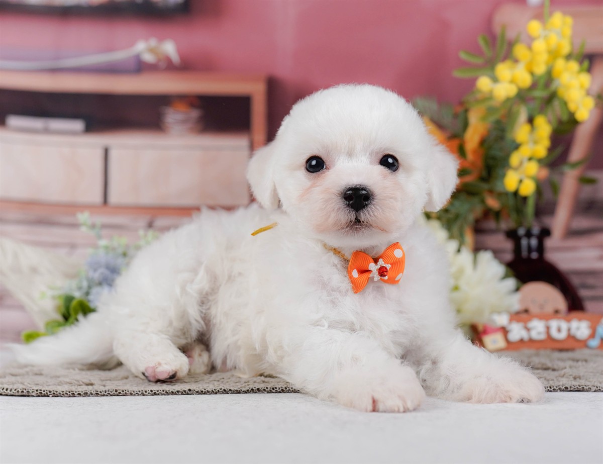 ビションフリーゼ | 男の子 | ホワイト | 2026年2月9日