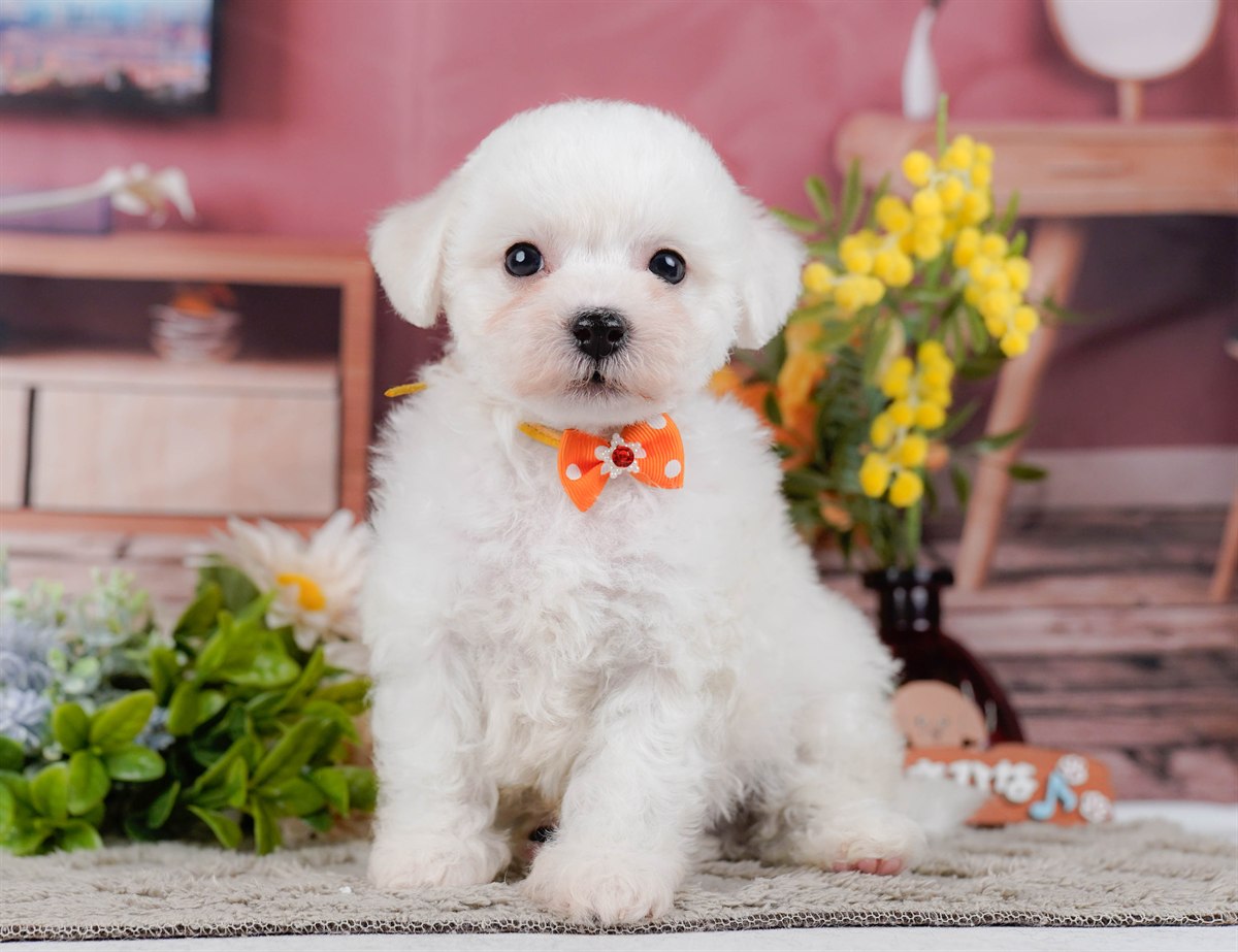 ビションフリーゼ | 男の子 | ホワイト | 2026年2月9日