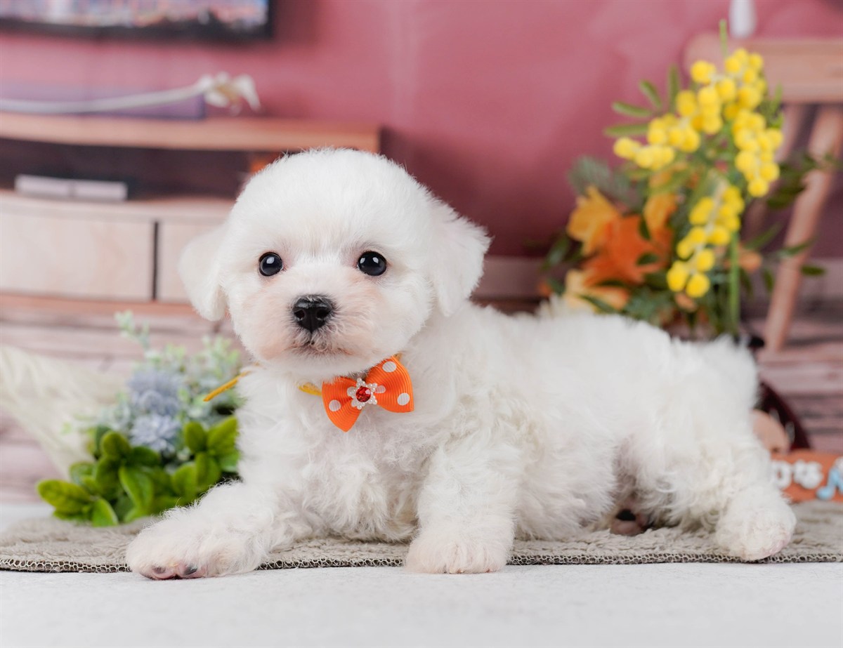 ビションフリーゼ | 男の子 | ホワイト | 2026年2月9日