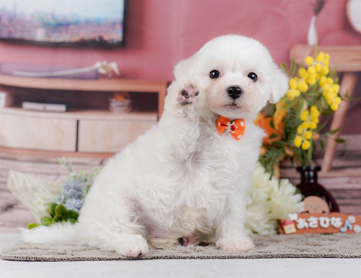 ビションフリーゼ | 男の子 | ホワイト | 2026年2月9日