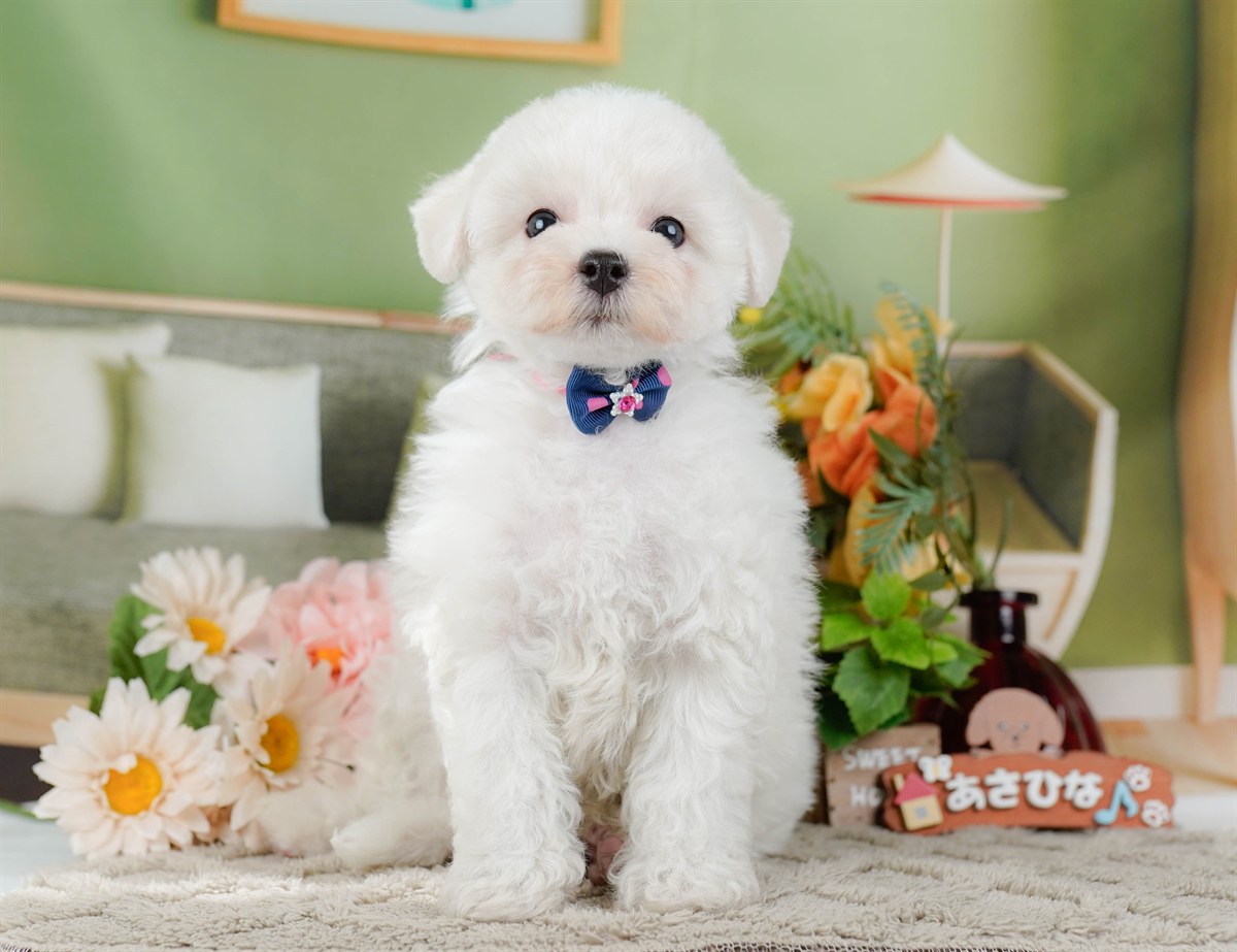 ビションフリーゼ | 女の子 | ホワイト | 2026年2月9日（ID:dog-200015539）