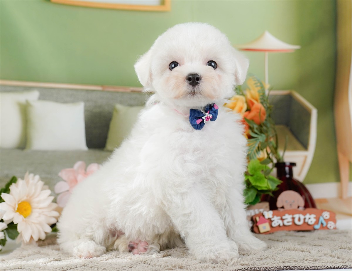 ビションフリーゼ | 女の子 | ホワイト | 2026年2月9日（ID:dog-200015539）