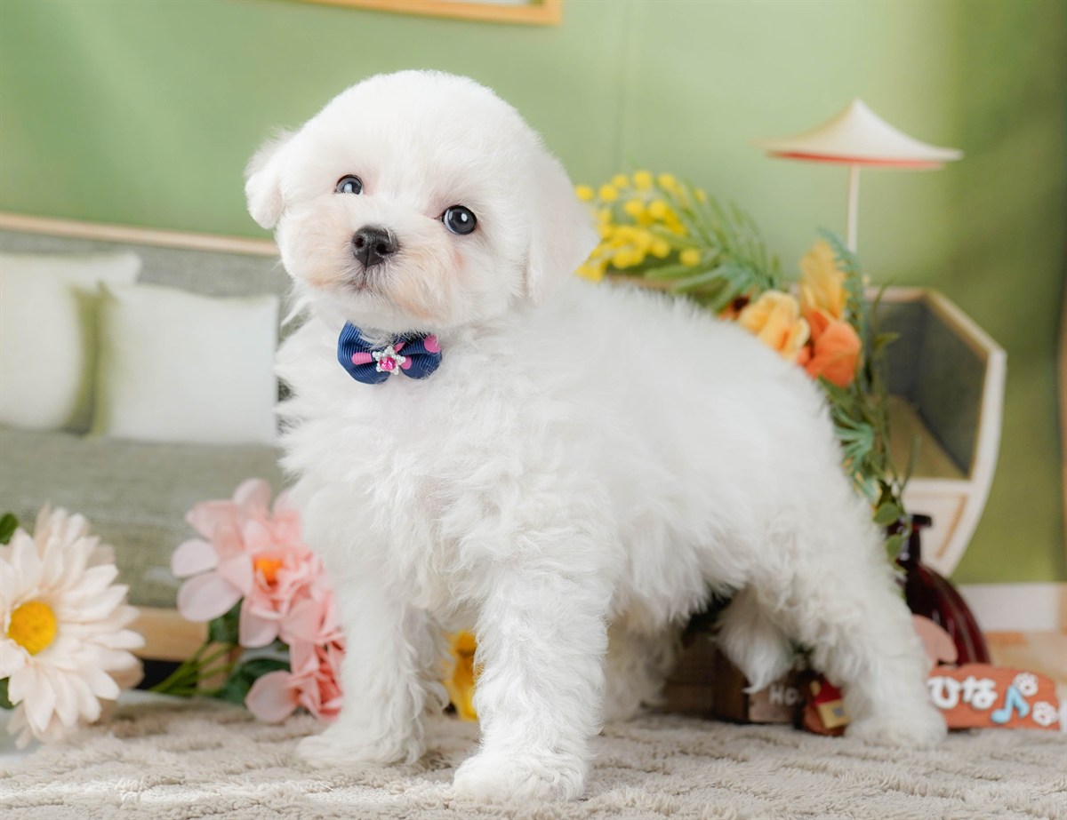 ビションフリーゼ | 女の子 | ホワイト | 2026年2月9日（ID:dog-200015539）