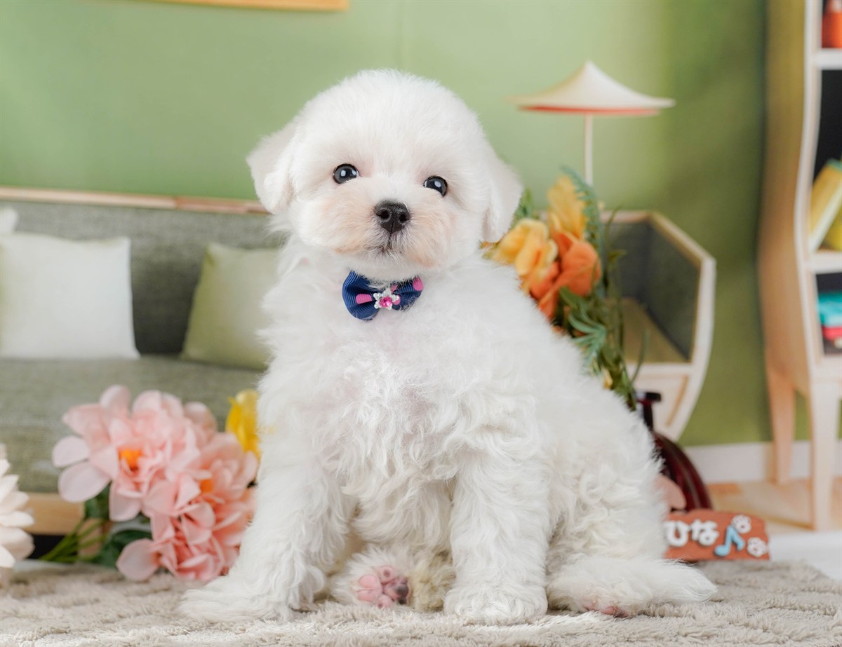 ビションフリーゼ | 女の子 | ホワイト | 2026年2月9日（ID:dog-200015539）