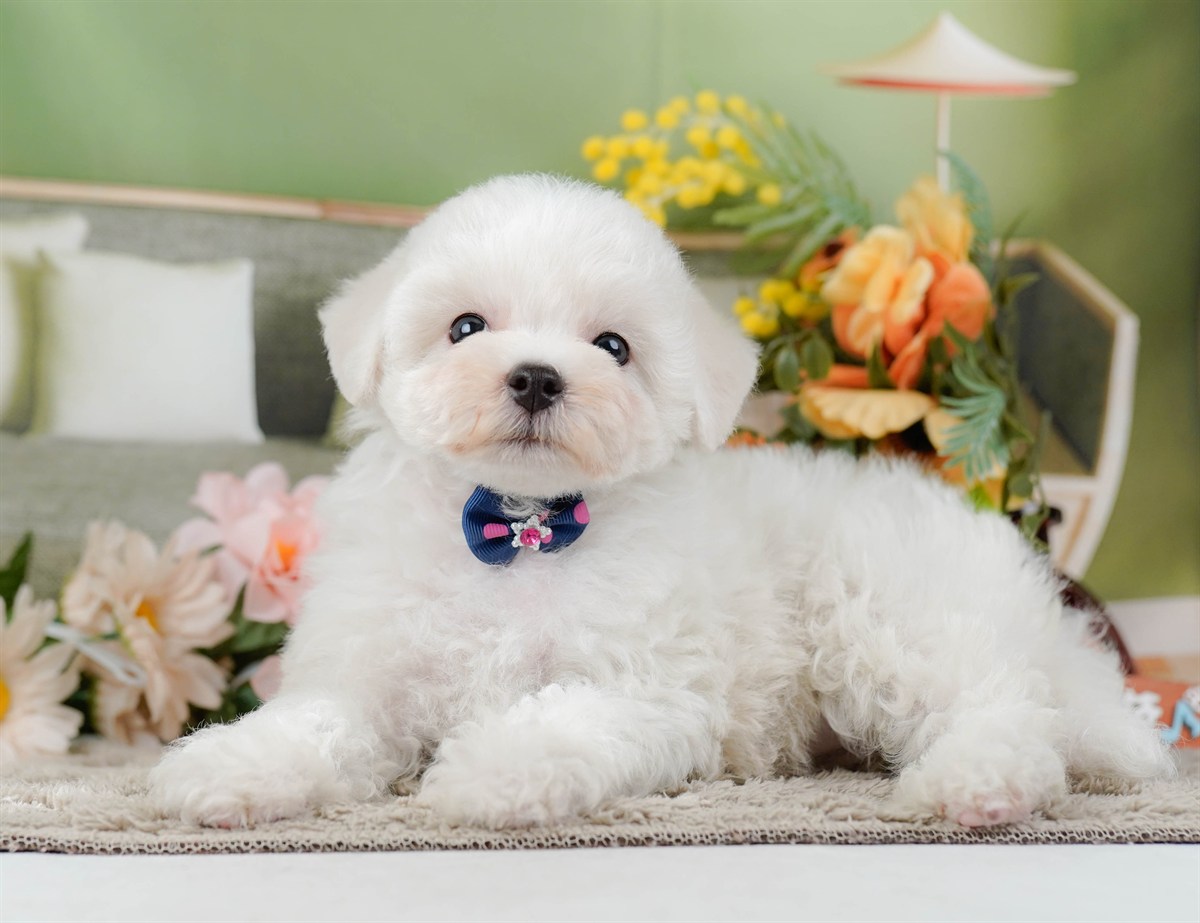 ビションフリーゼ | 女の子 | ホワイト | 2026年2月9日（ID:dog-200015539）