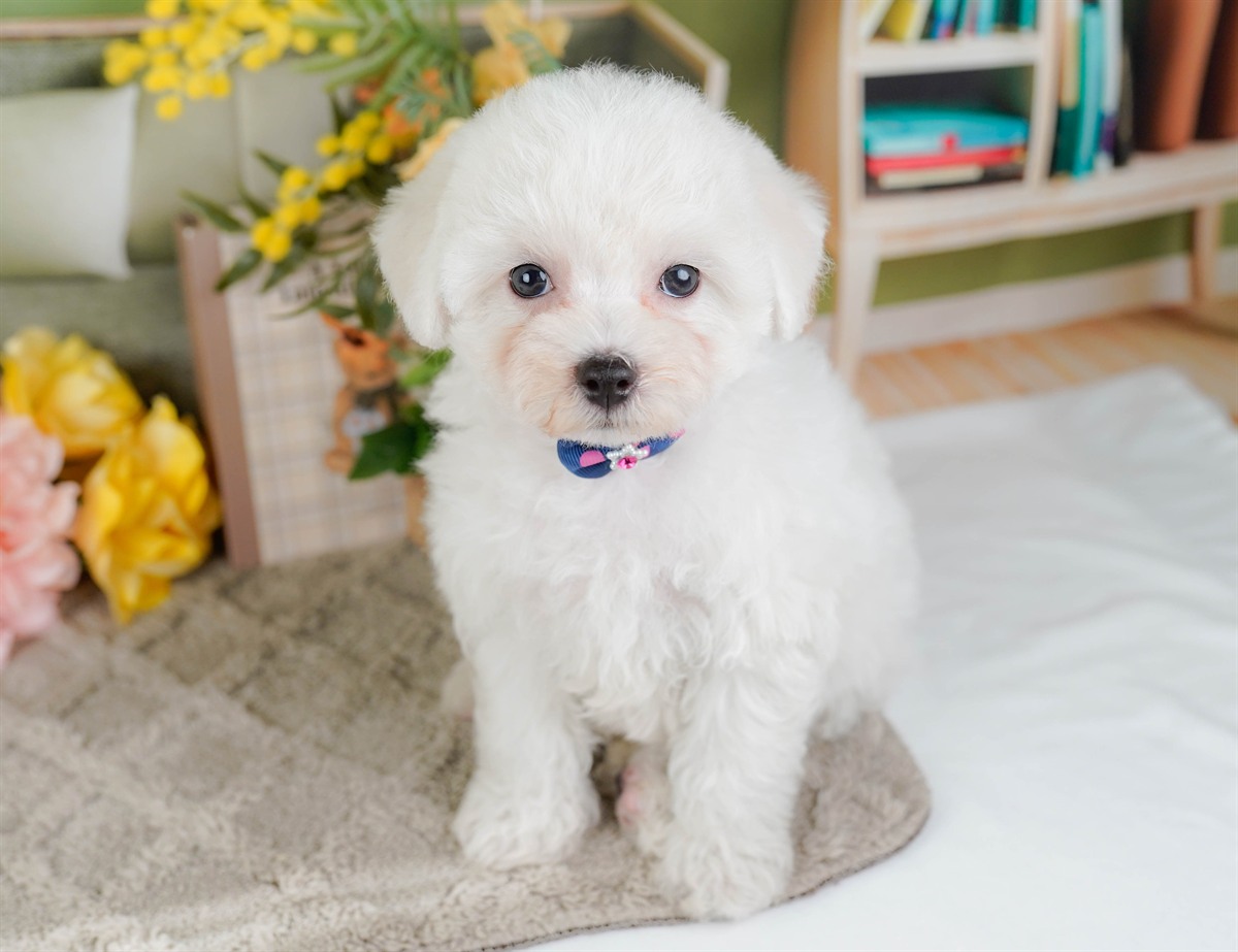 ビションフリーゼ | 女の子 | ホワイト | 2026年2月9日（ID:dog-200015539）