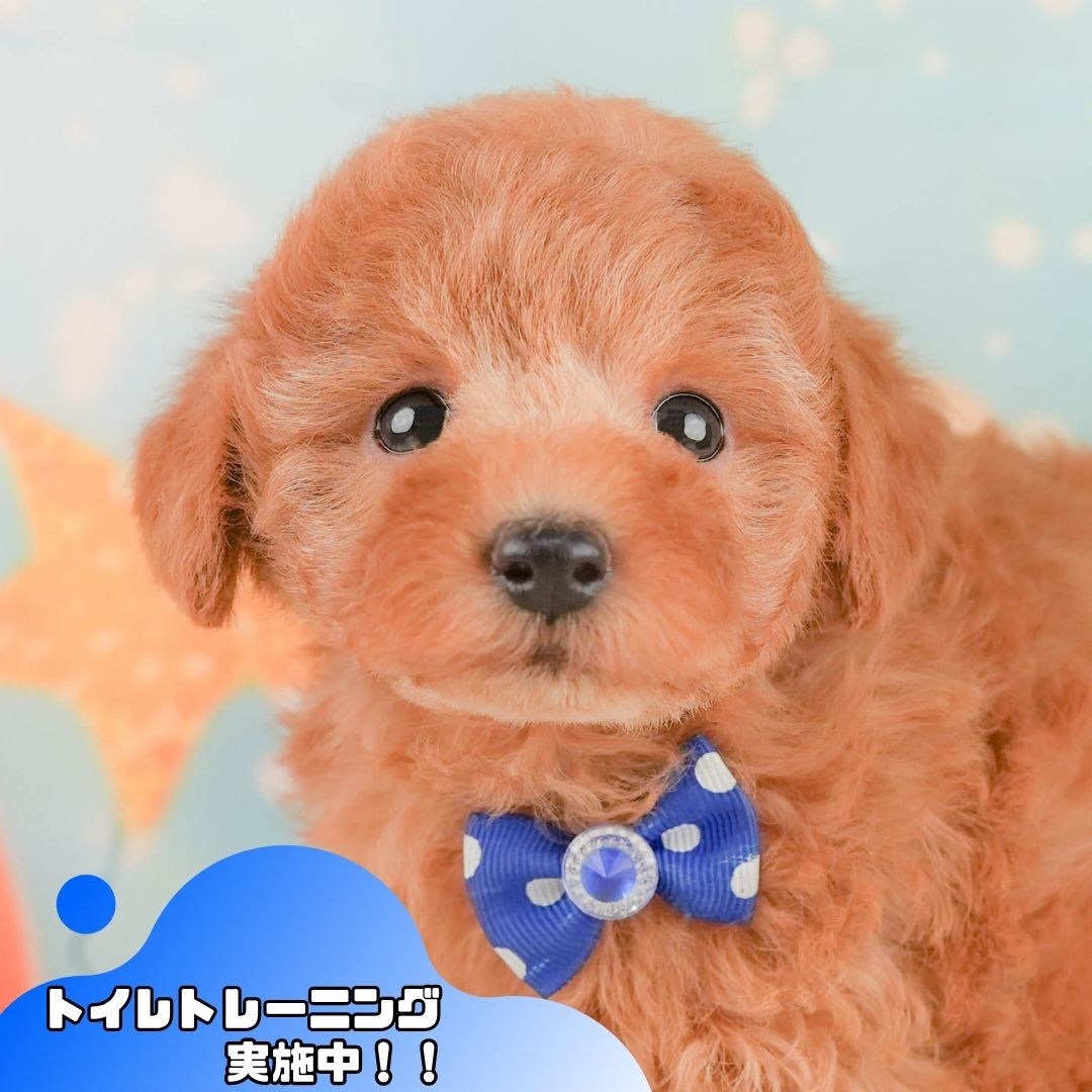 トイ・プードル | 男の子 | レッド | 2026年2月10日（ID:dog-200015540）