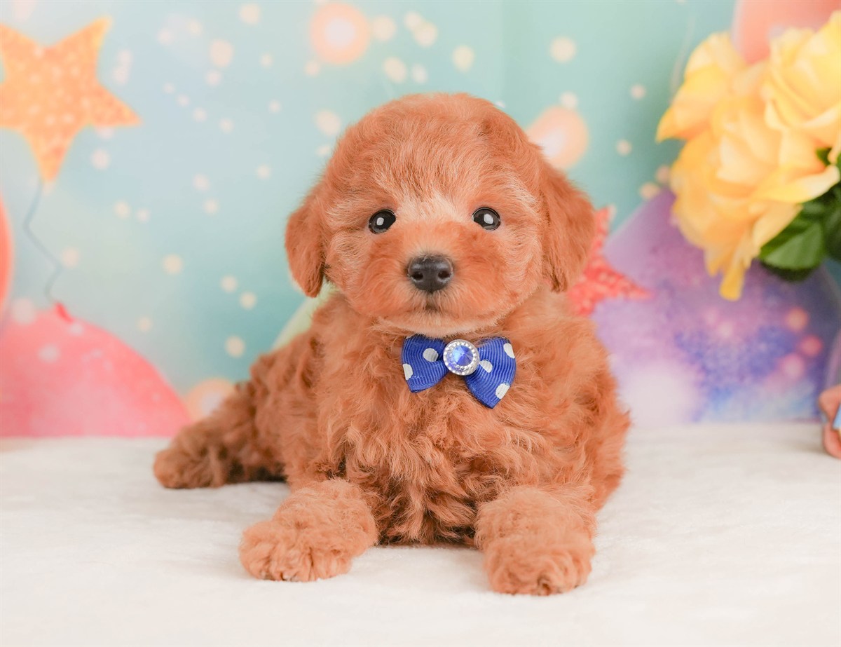 トイ・プードル | 男の子 | レッド | 2026年2月10日（ID:dog-200015540）