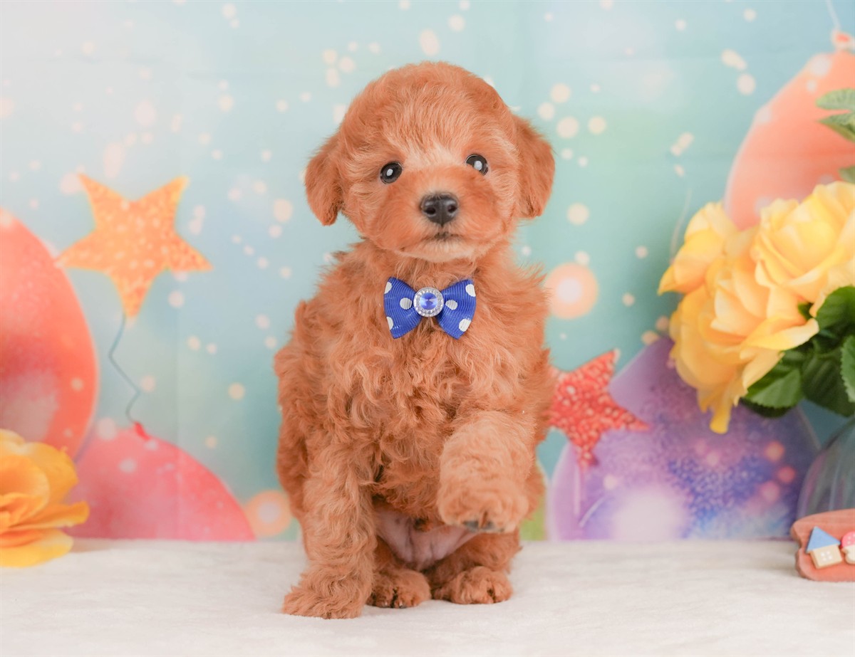 トイ・プードル | 男の子 | レッド | 2026年2月10日（ID:dog-200015540）