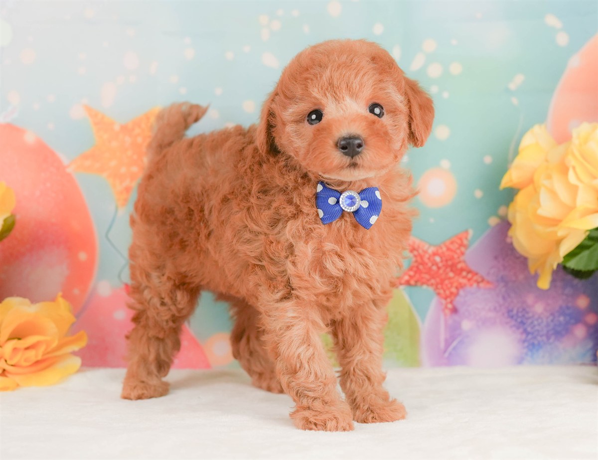 トイ・プードル | 男の子 | レッド | 2026年2月10日（ID:dog-200015540）