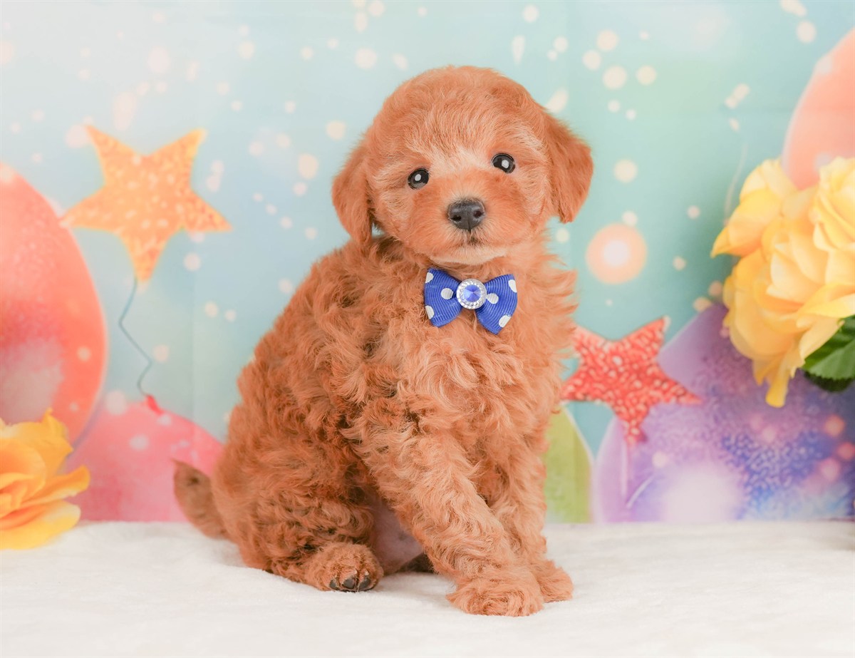 トイ・プードル | 男の子 | レッド | 2026年2月10日（ID:dog-200015540）