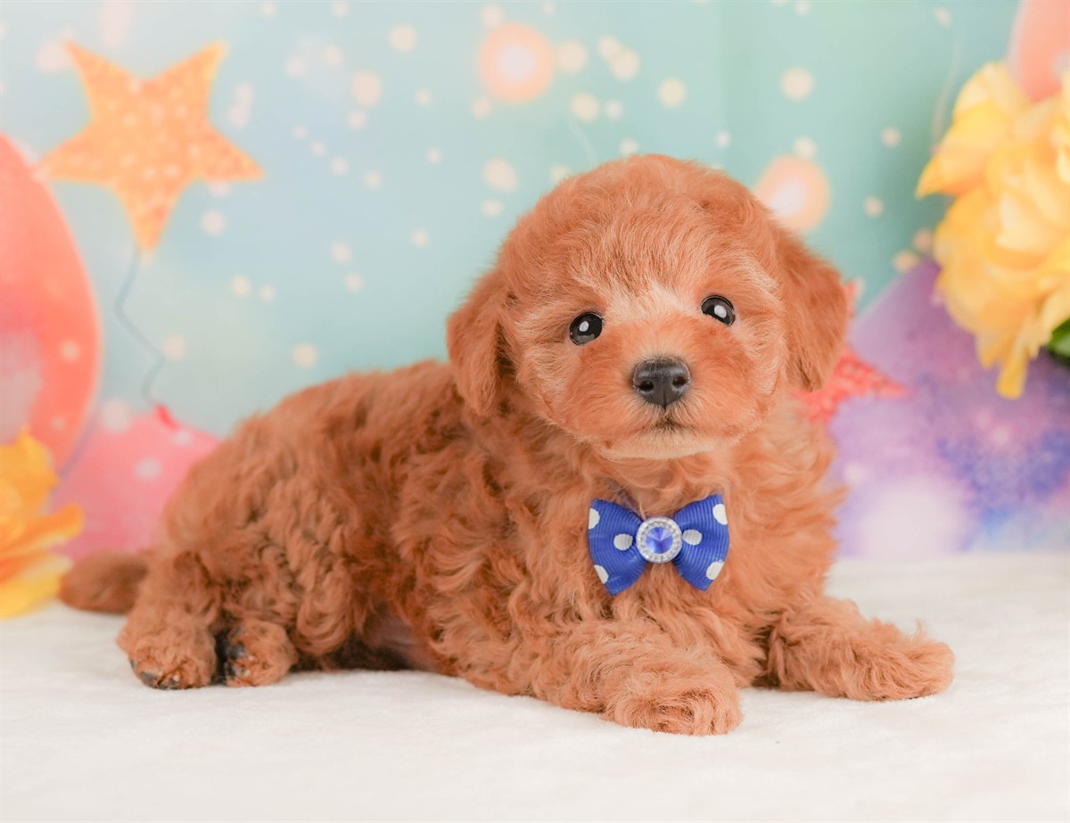 トイ・プードル | 男の子 | レッド | 2026年2月10日（ID:dog-200015540）