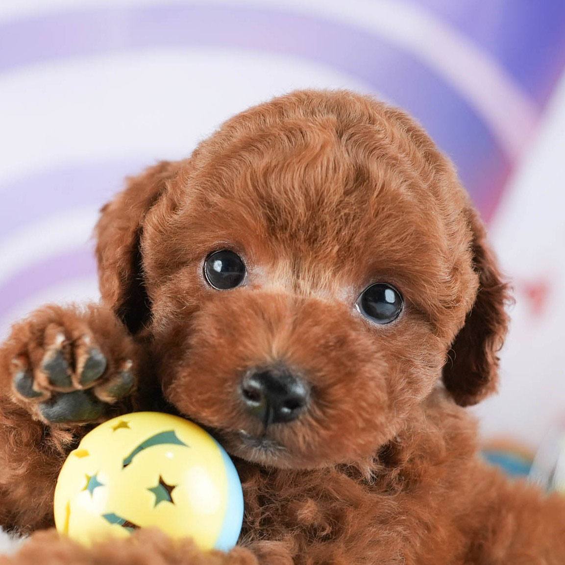 トイ・プードル | 男の子 | レッド | 2026年2月10日