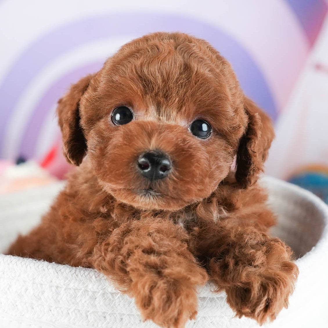 トイ・プードル | 男の子 | レッド | 2026年2月10日