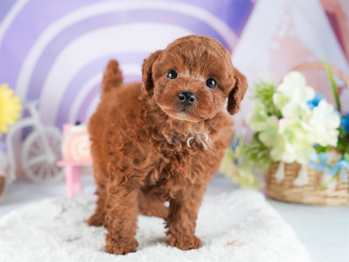 トイ・プードル | 男の子 | レッド | 2026年2月10日