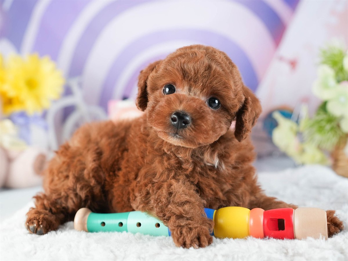 トイ・プードル | 男の子 | レッド | 2026年2月10日