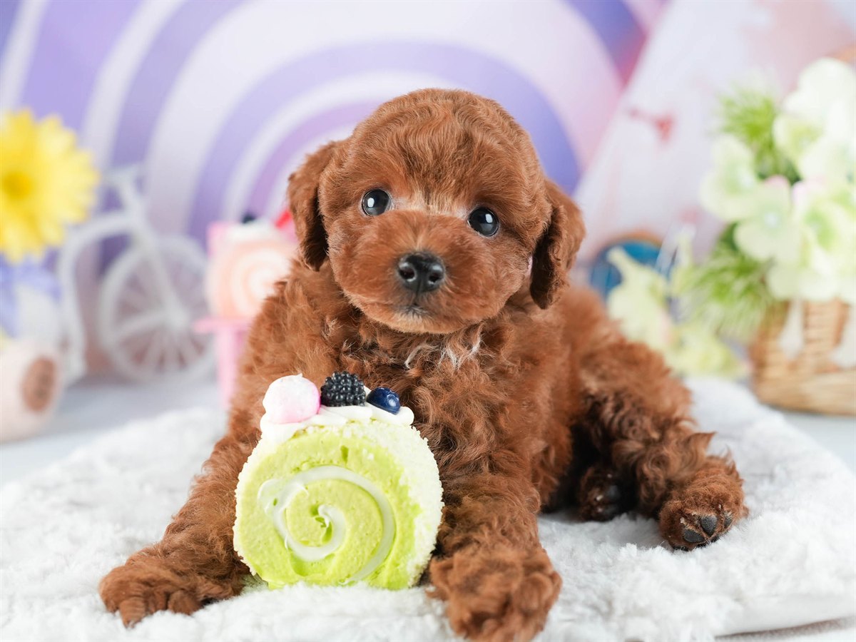 トイ・プードル | 男の子 | レッド | 2026年2月10日