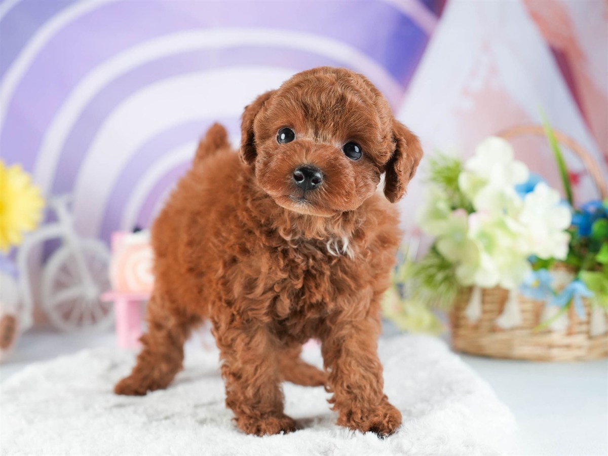 トイ・プードル | 男の子 | レッド | 2026年2月10日