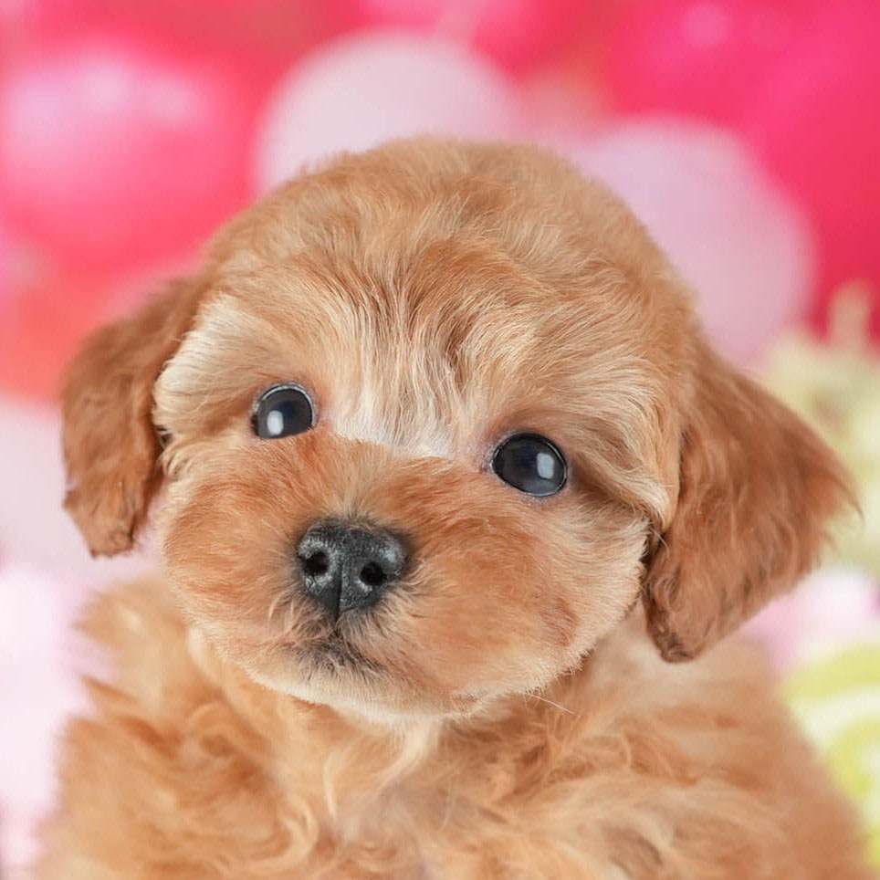 トイ・プードル | 男の子 | アプリコット | 2026年2月10日