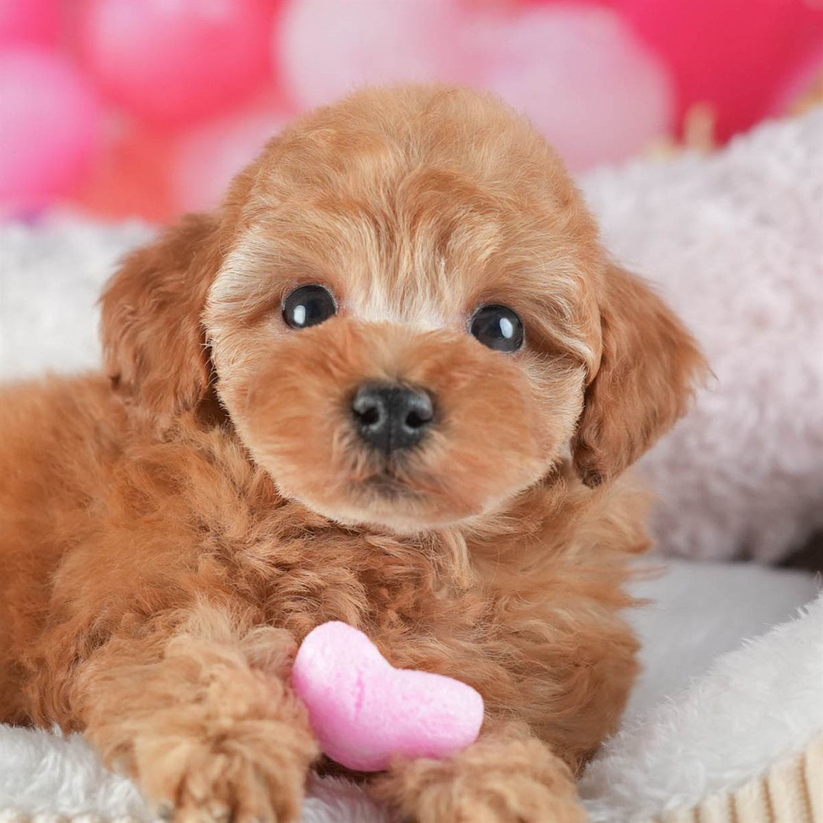 トイ・プードル | 男の子 | アプリコット | 2026年2月10日