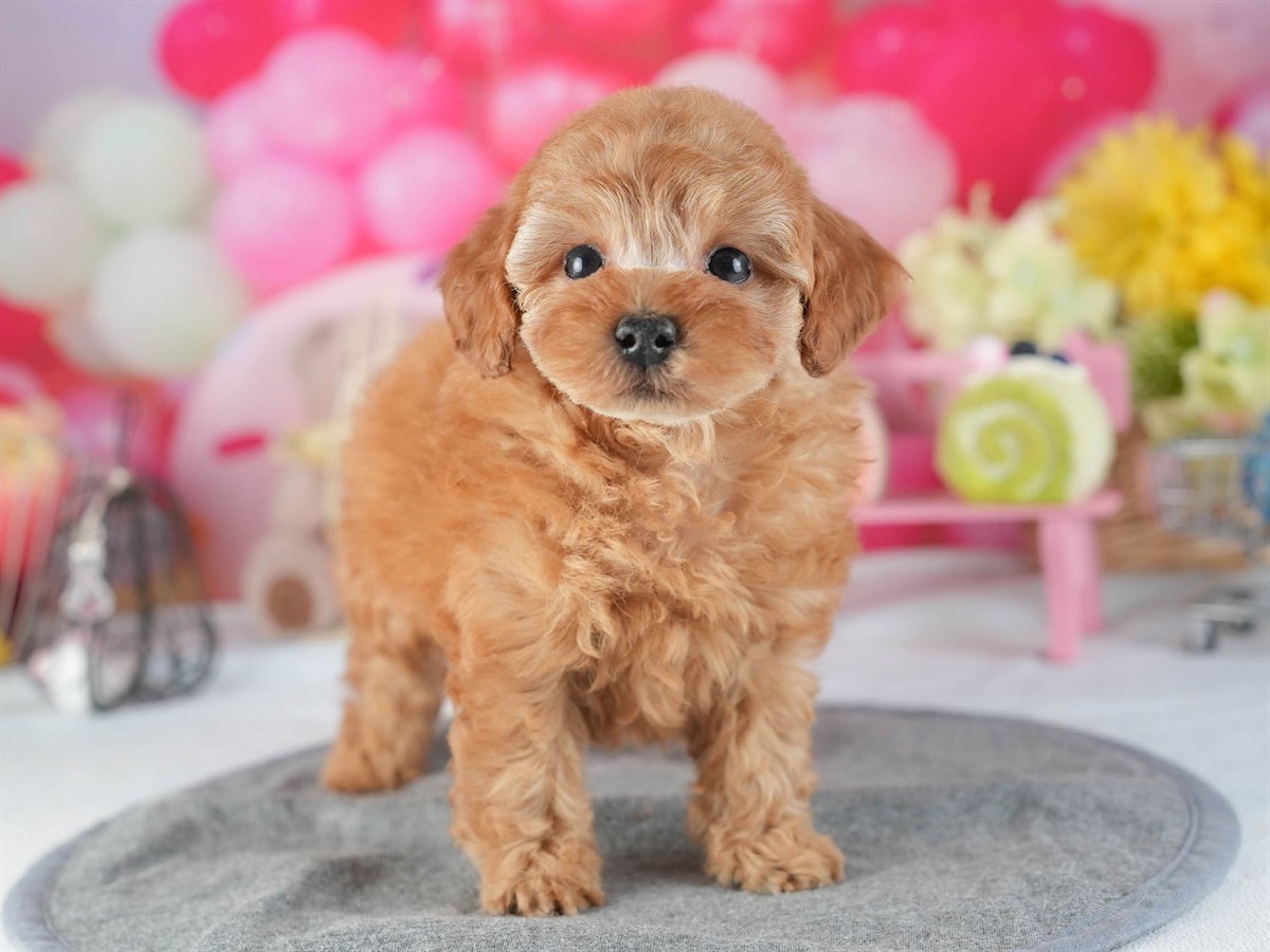 トイ・プードル | 男の子 | アプリコット | 2026年2月10日