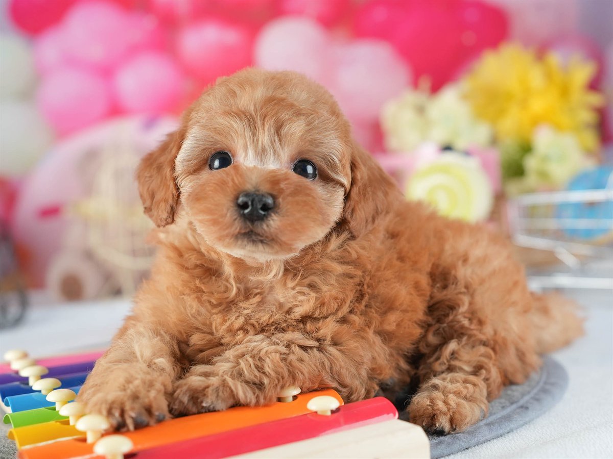 トイ・プードル | 男の子 | アプリコット | 2026年2月10日