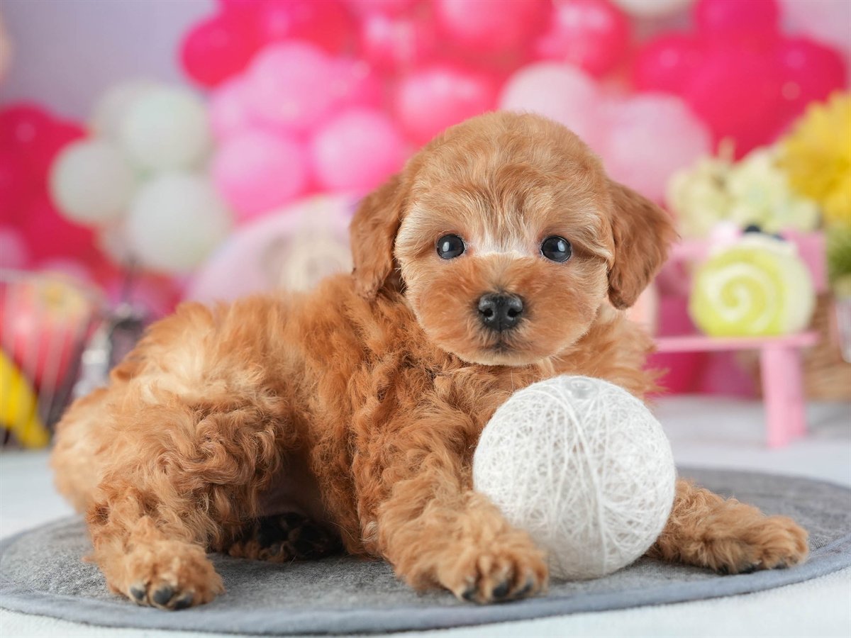 トイ・プードル | 男の子 | アプリコット | 2026年2月10日