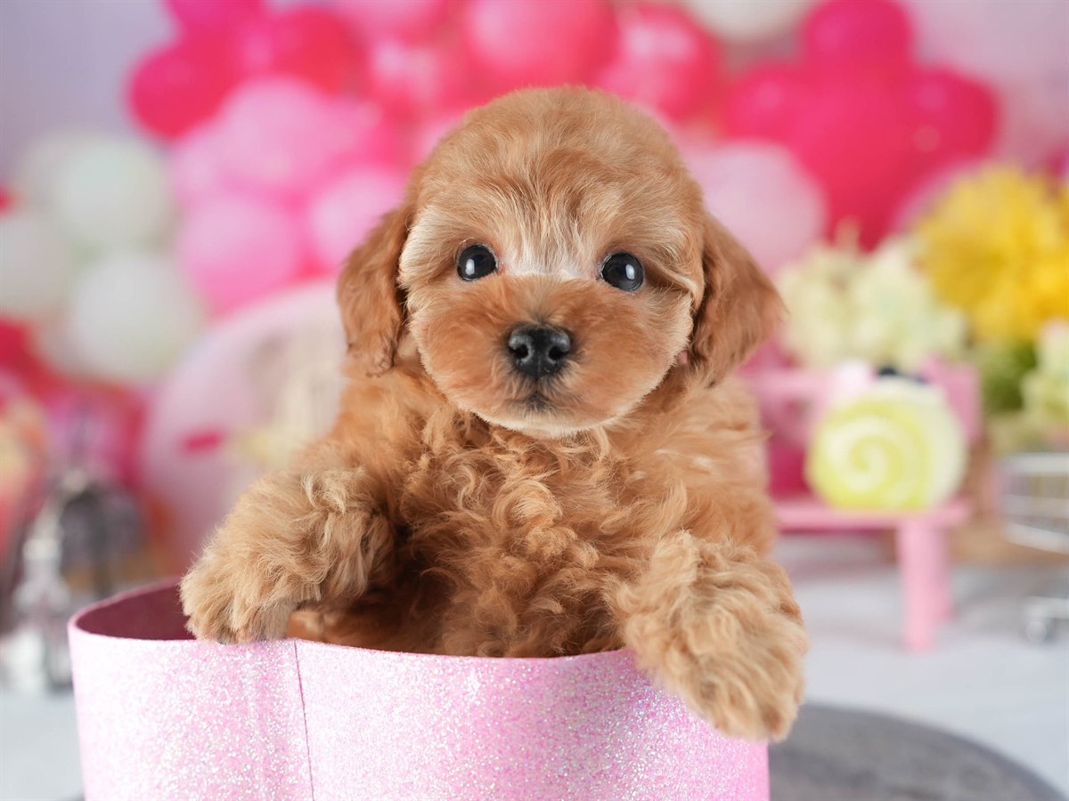 トイ・プードル | 男の子 | アプリコット | 2026年2月10日