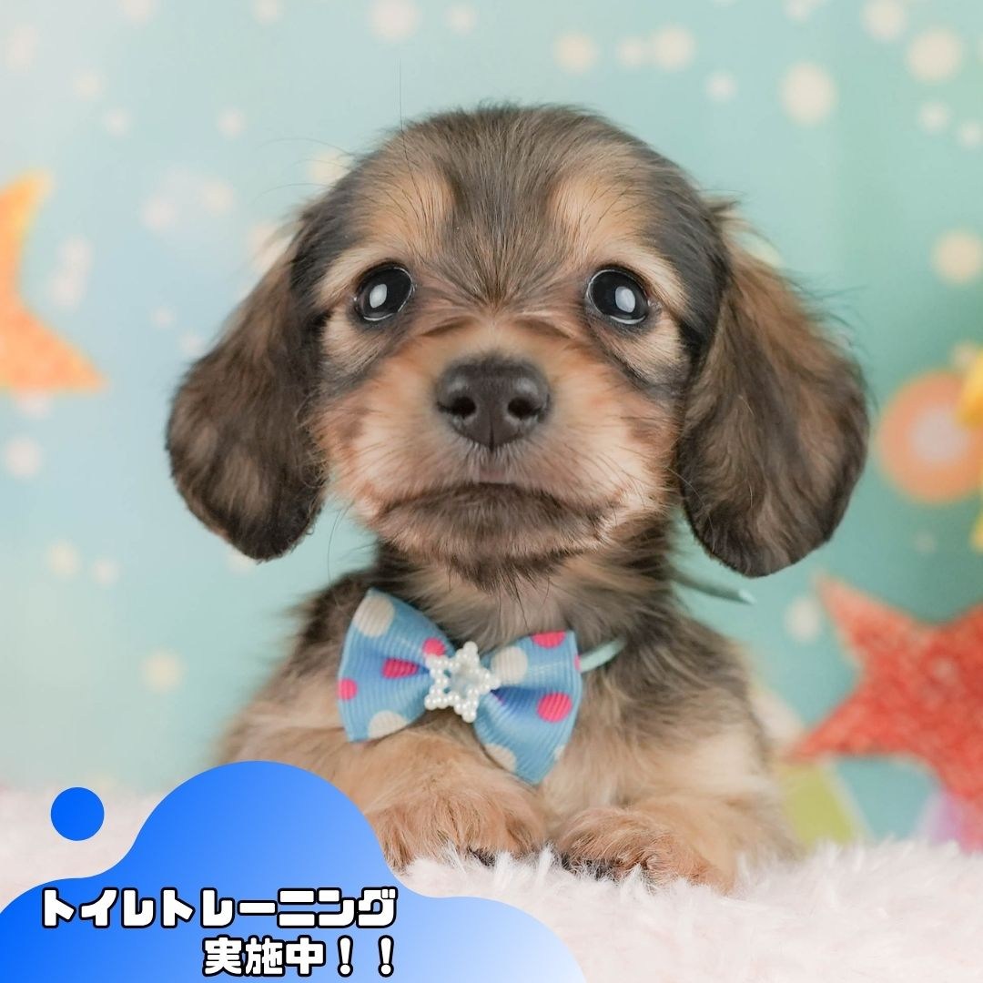 ミニチュア・ダックスフンド(ロング) | 男の子 | シェーデッドイエロー | 2026年2月10日