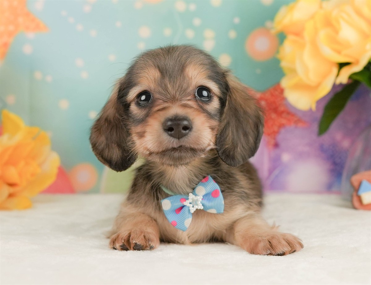 ミニチュア・ダックスフンド(ロング) | 男の子 | シェーデッドイエロー | 2026年2月10日