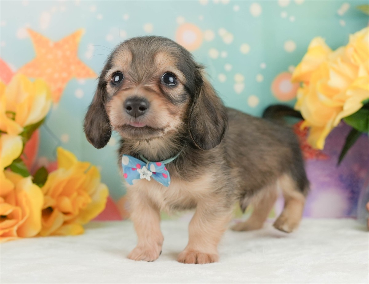 ミニチュア・ダックスフンド(ロング) | 男の子 | シェーデッドイエロー | 2026年2月10日