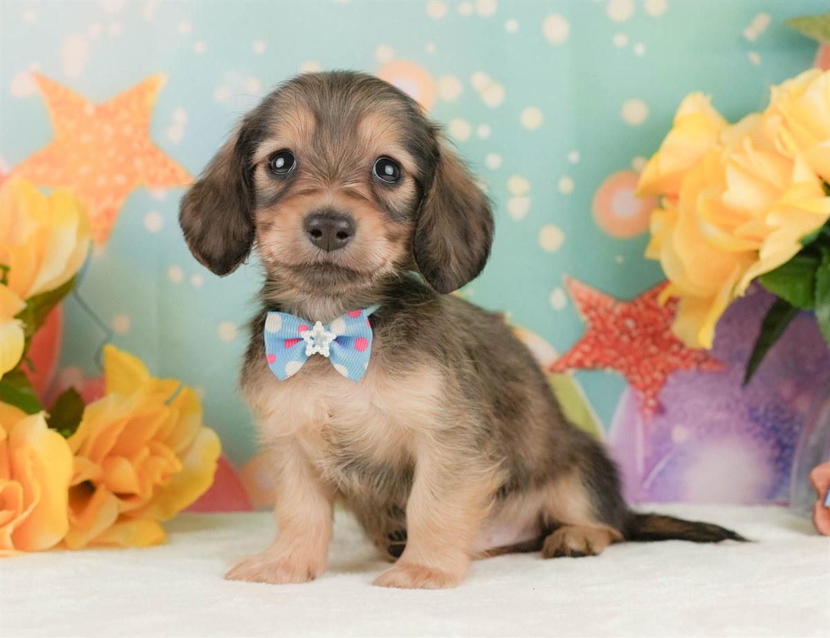 ミニチュア・ダックスフンド(ロング) | 男の子 | シェーデッドイエロー | 2026年2月10日