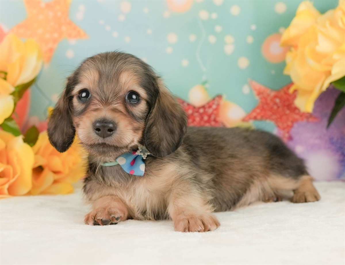 ミニチュア・ダックスフンド(ロング) | 男の子 | シェーデッドイエロー | 2026年2月10日