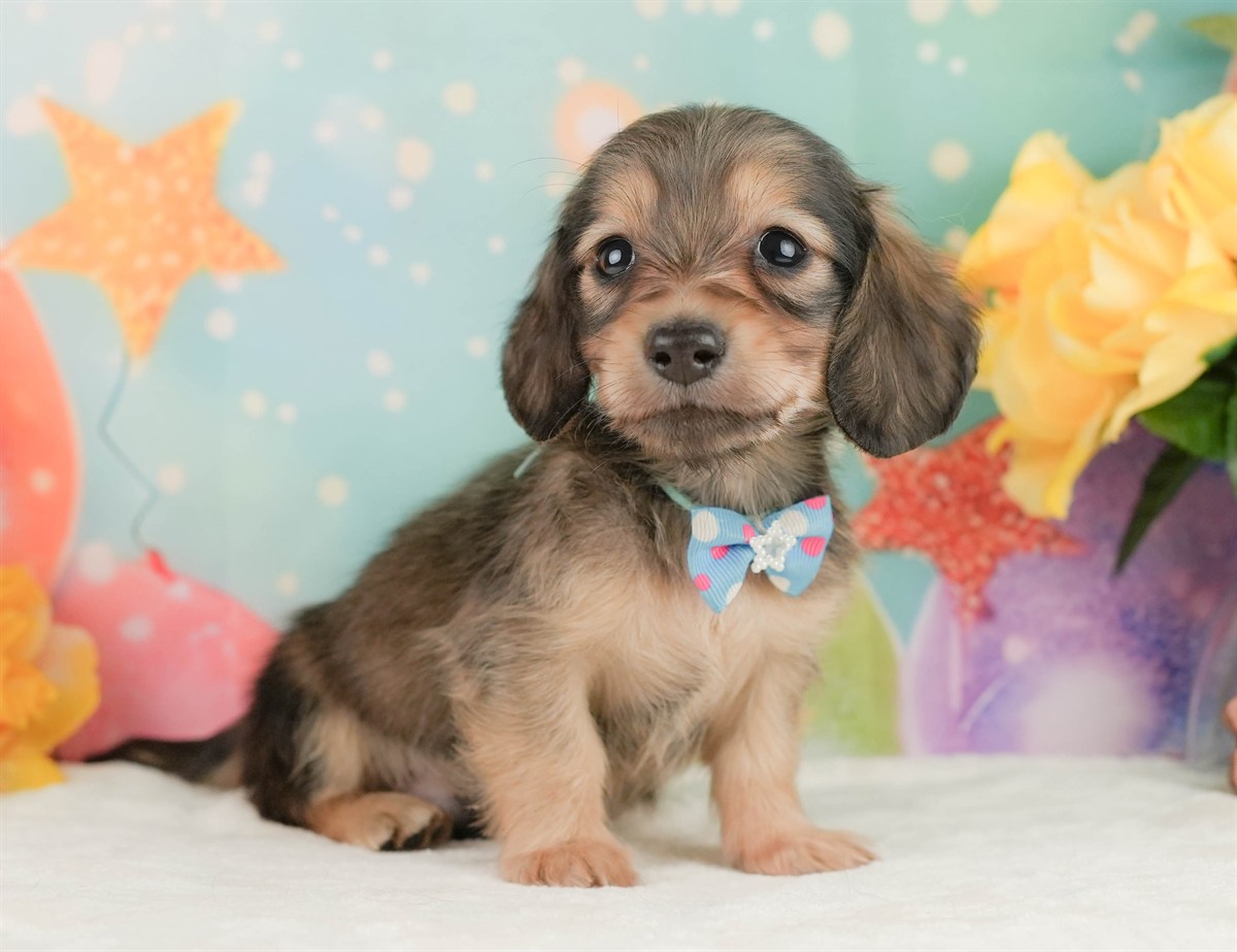 ミニチュア・ダックスフンド(ロング) | 男の子 | シェーデッドイエロー | 2026年2月10日