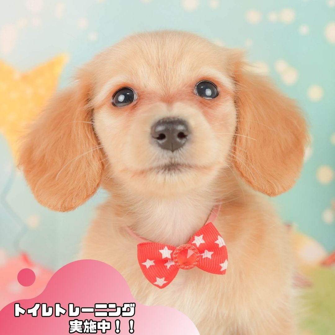 ミニチュア・ダックスフンド(ロング) | 女の子 | イエロー | 2026年2月10日（ID:dog-200015546）