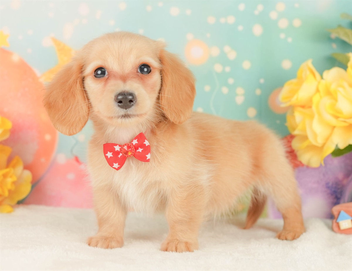 ミニチュア・ダックスフンド(ロング) | 女の子 | イエロー | 2026年2月10日（ID:dog-200015546）