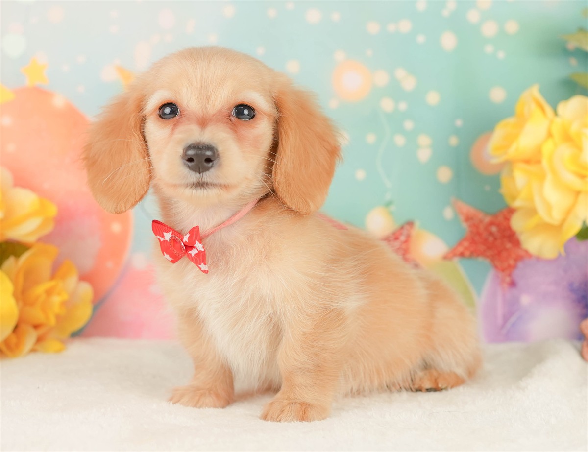 ミニチュア・ダックスフンド(ロング) | 女の子 | イエロー | 2026年2月10日（ID:dog-200015546）