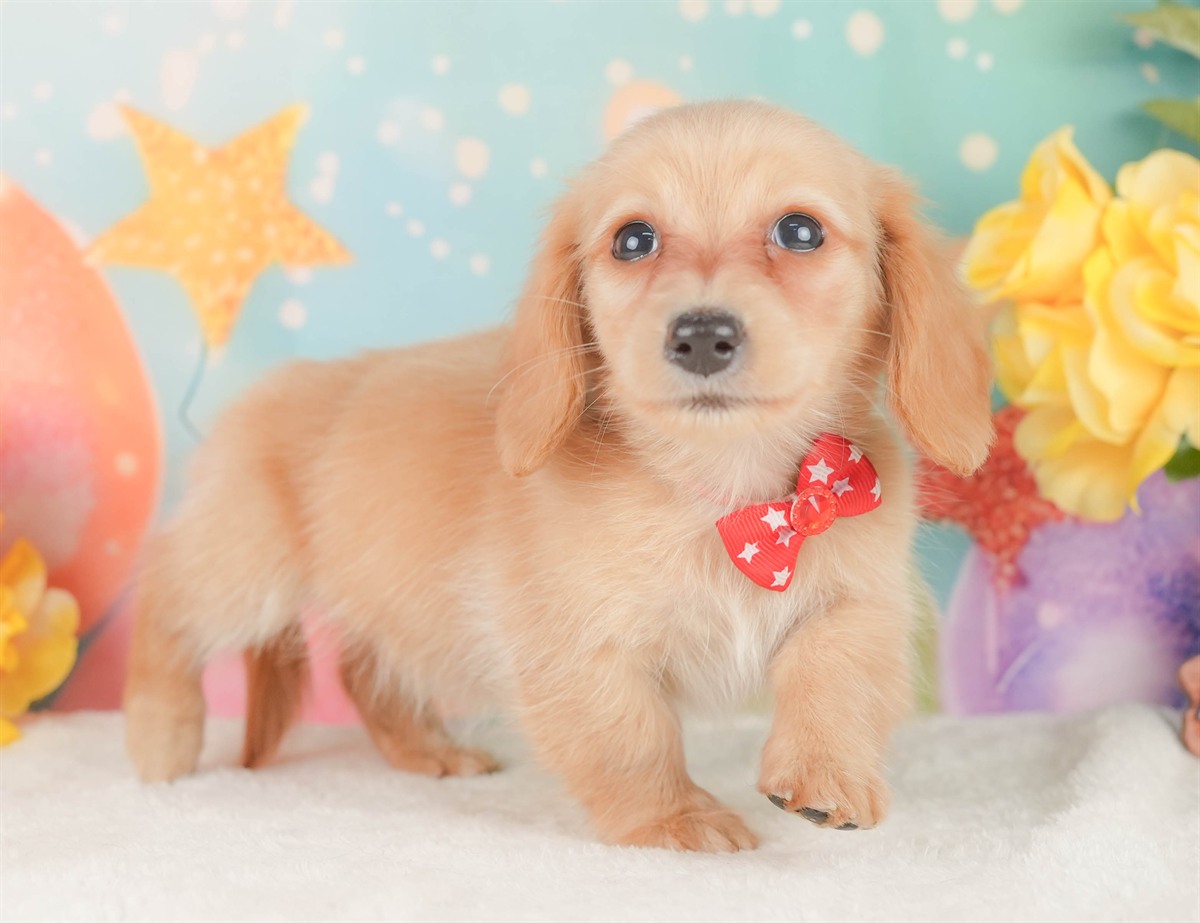 ミニチュア・ダックスフンド(ロング) | 女の子 | イエロー | 2026年2月10日（ID:dog-200015546）