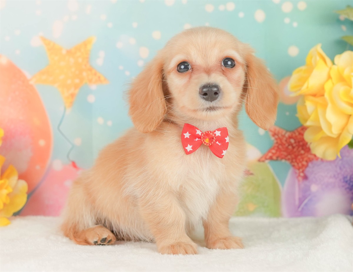 ミニチュア・ダックスフンド(ロング) | 女の子 | イエロー | 2026年2月10日（ID:dog-200015546）