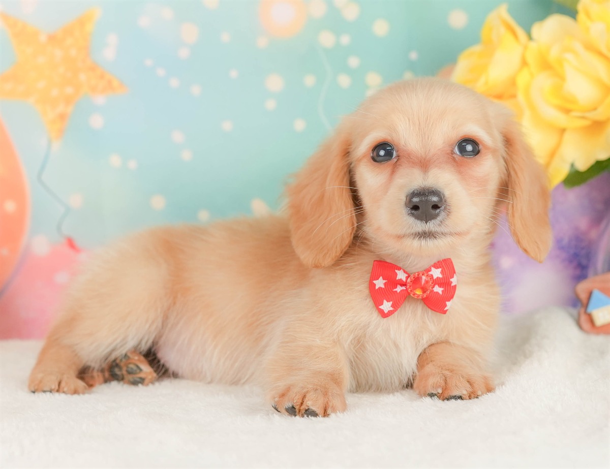 ミニチュア・ダックスフンド(ロング) | 女の子 | イエロー | 2026年2月10日（ID:dog-200015546）