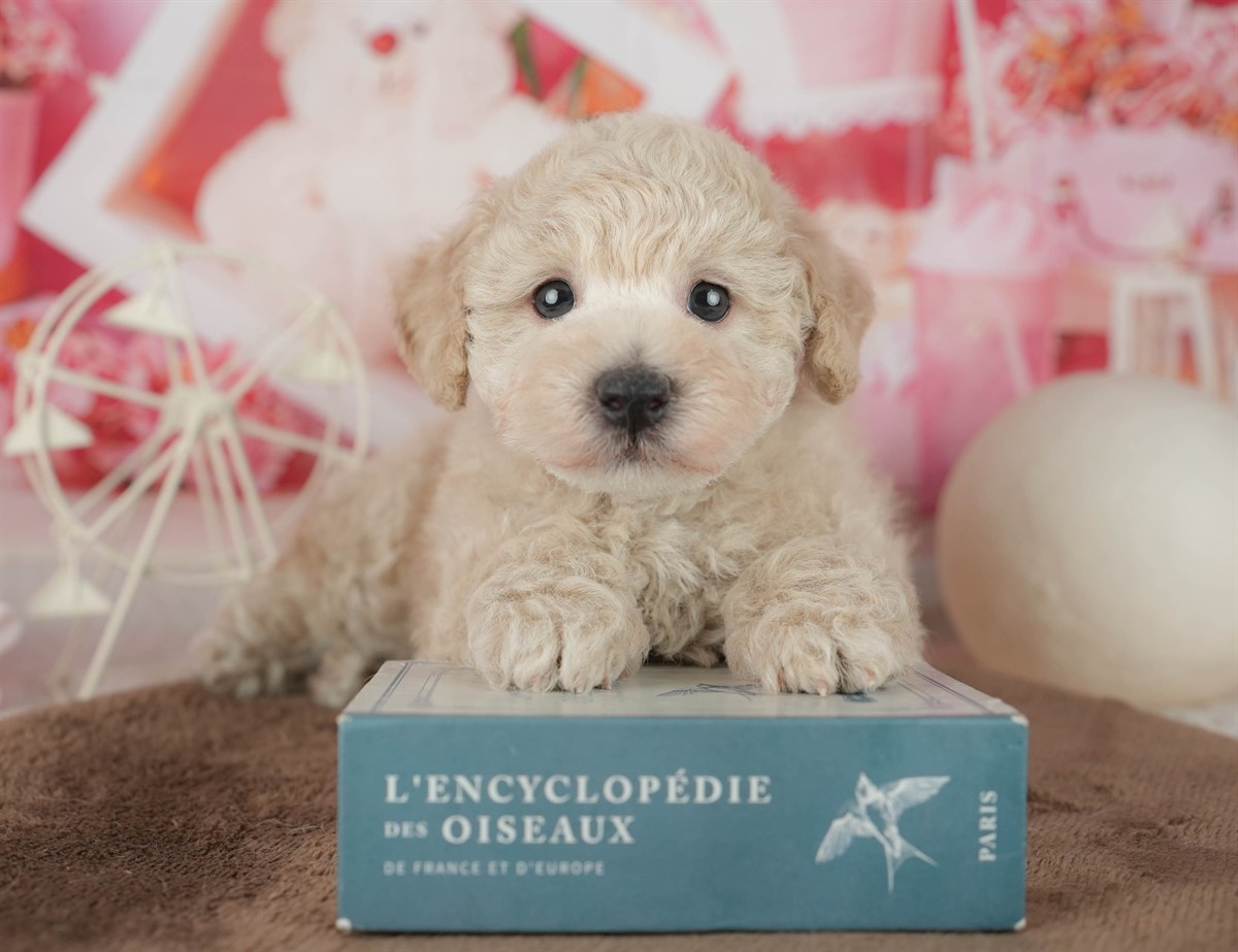 トイ・プードル | 男の子 | アプリコット | 2026年2月11日