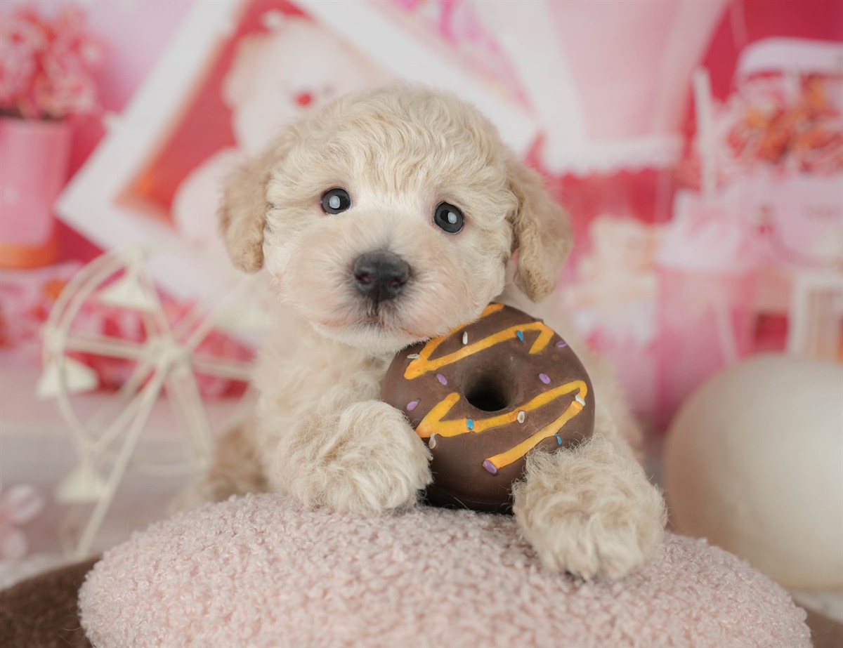 トイ・プードル | 男の子 | アプリコット | 2026年2月11日