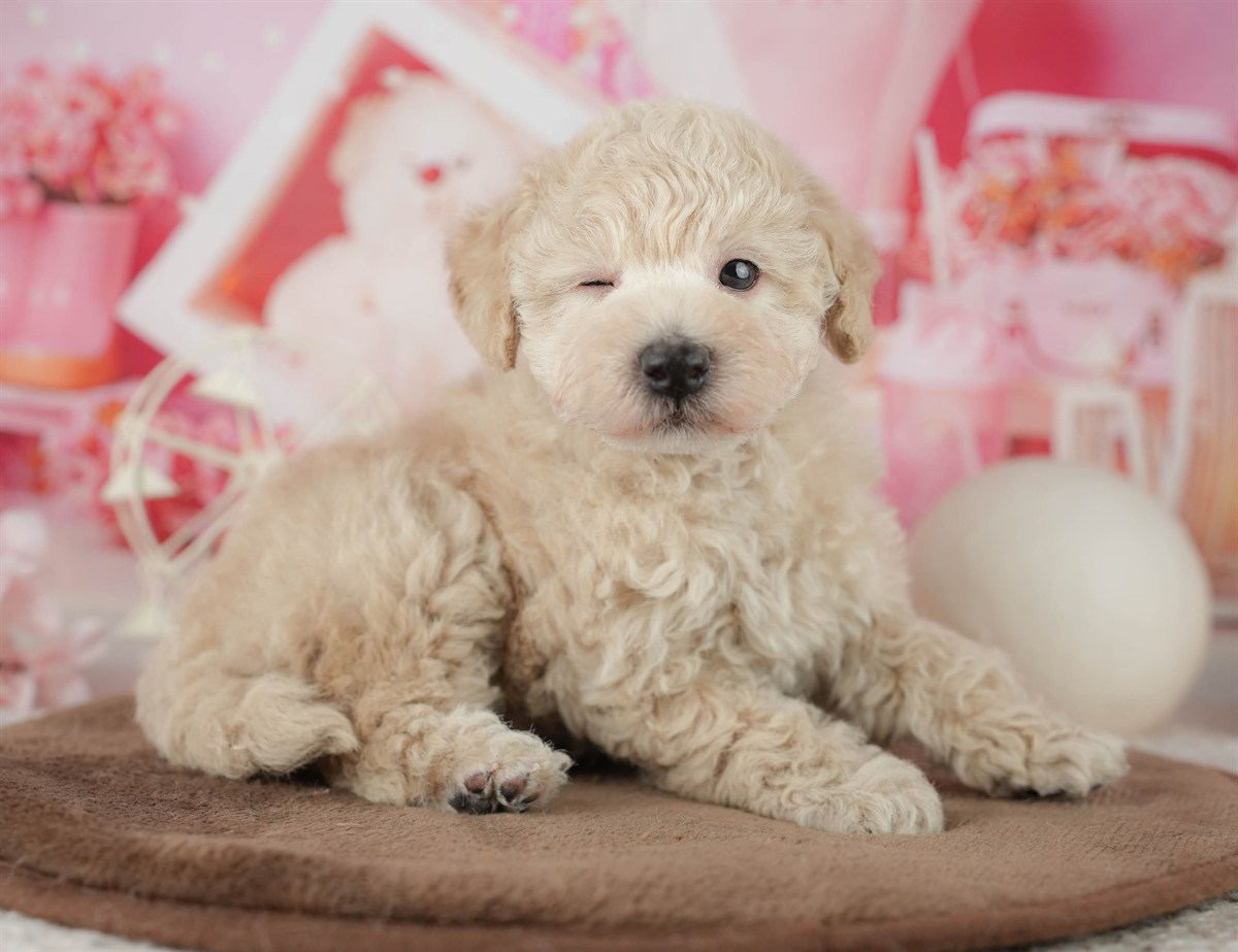 トイ・プードル | 男の子 | アプリコット | 2026年2月11日
