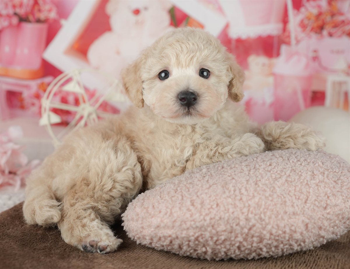 トイ・プードル | 男の子 | アプリコット | 2026年2月11日