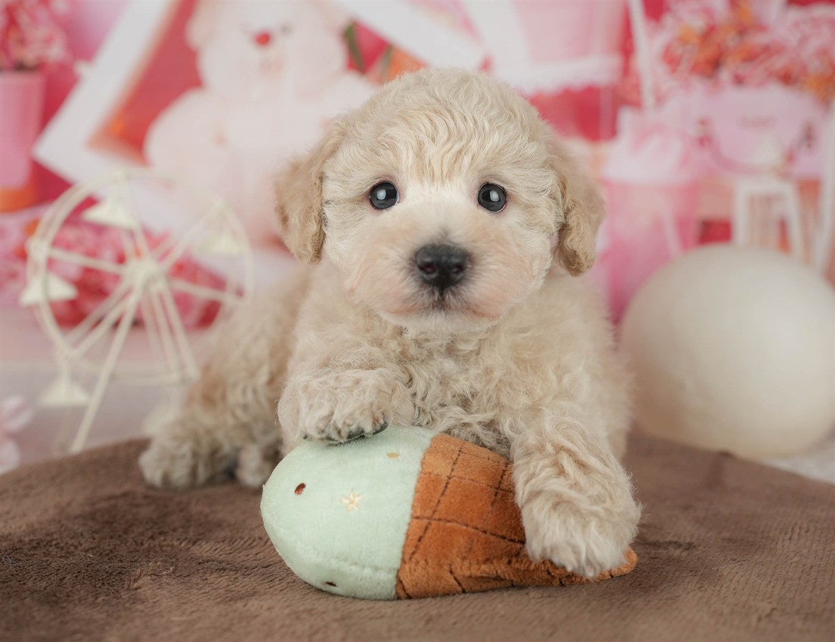 トイ・プードル | 男の子 | アプリコット | 2026年2月11日